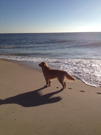 Deleware beach pup.