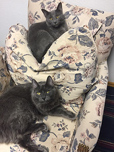 Cats Willie and Spaghetti