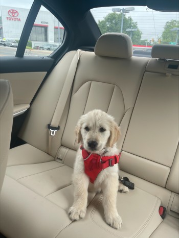 Labrador puppy sits in backseat of car
