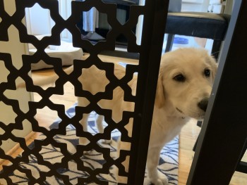 Golden retriever puppy