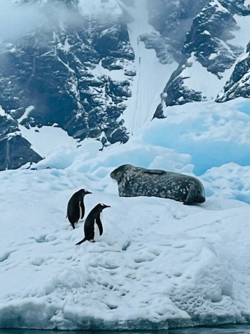 Penguins